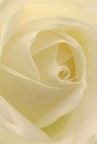 The viewer is swept into the heart of this cream-white rose-a visual embrace of gentle unfolding petals that evoke the early morning hush of High Wycombe's nearby woods. Each silken layer unfurls in patient spirals, their edges tinged with the faintest blush of champagne. Subtle shadows dance between the ivory folds, lending a tranquil drama to the bloom's centre. The atmosphere in this composition radiates peace-the quiet you feel on Chapel Lane, just as dawn breaks. A sense of reverence is woven through the artistry of this rose, making it the perfect tribute for expressing sympathy, admiration, or welcoming a new journey. A soft, sweet fragrance seems to hover in the air, understated yet comforting. Carefully fashioned by local florists, this image captures not only the flower's natural grace but the loving craft and heartfelt intention behind every bouquet sent throughout High Wycombe and its neighboring streets.
